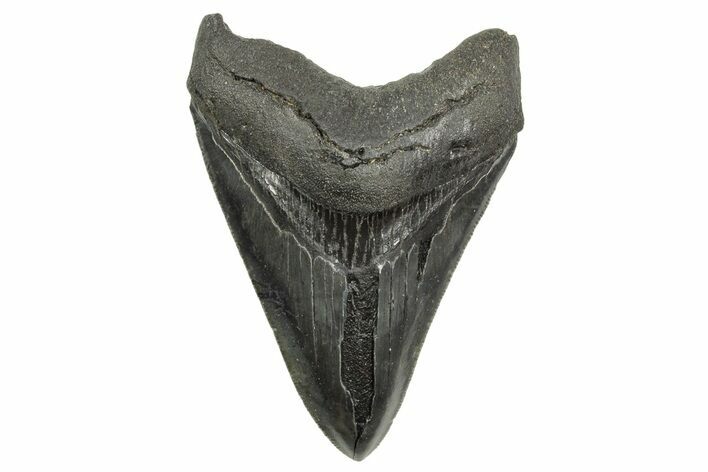 Serrated, Fossil Megalodon Tooth - South Carolina #368399
